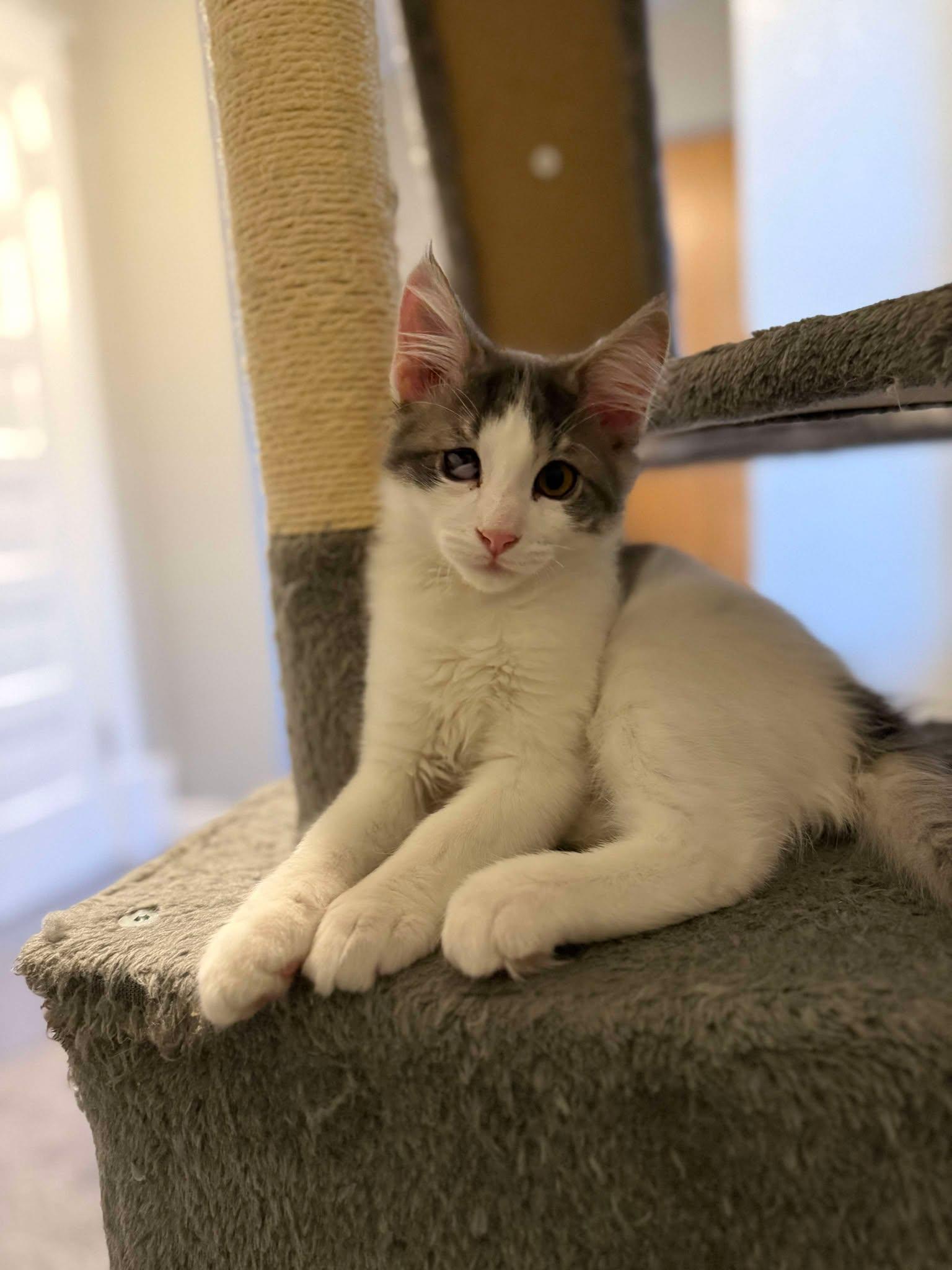 FRANKIE, an adoptable Domestic Medium Hair in Grand Forks, ND, 58203 | Photo Image 3