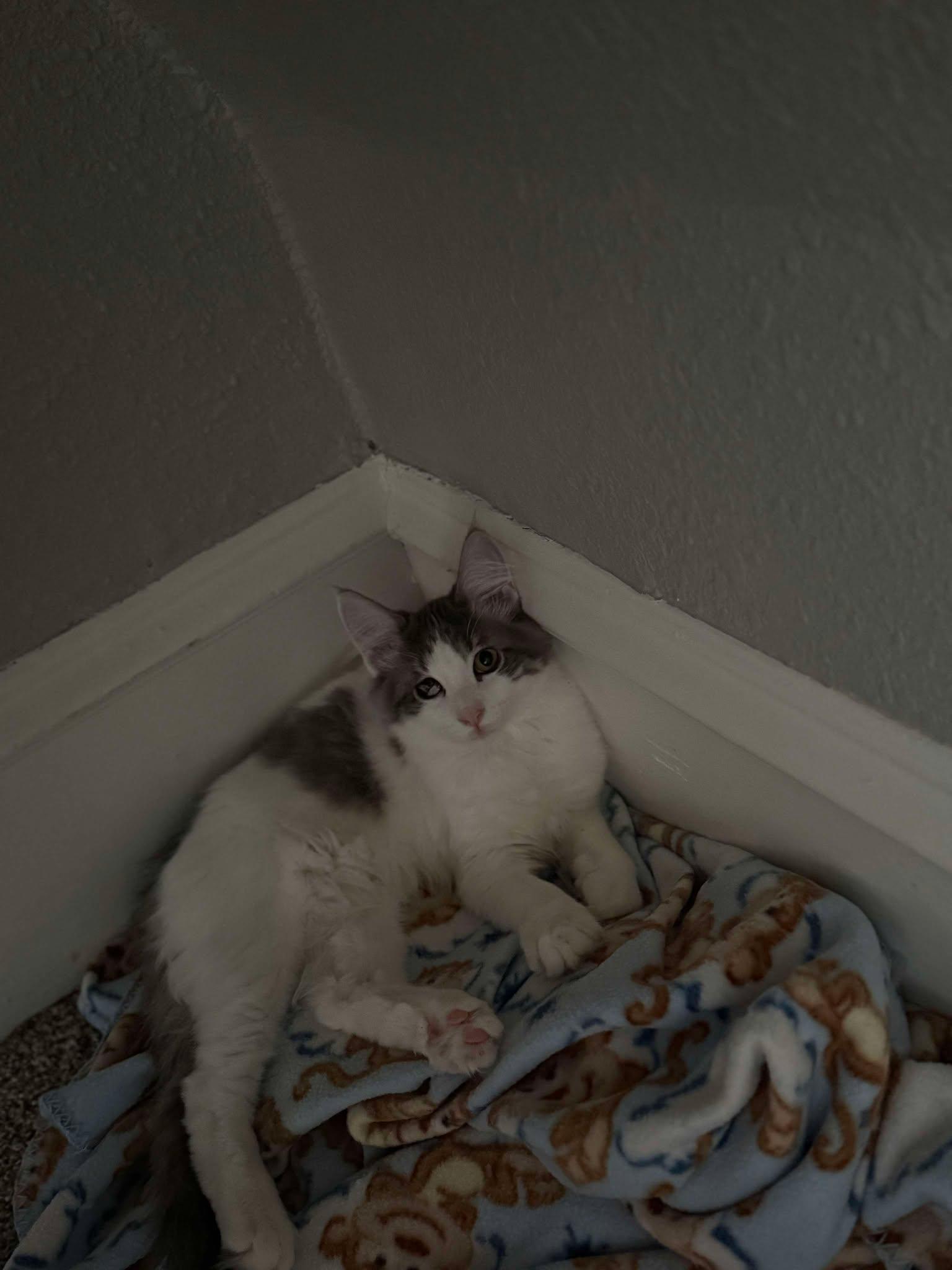 FRANKIE, an adoptable Domestic Medium Hair in Grand Forks, ND, 58203 | Photo Image 2