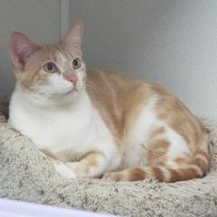 Cantaloupe — thumbnail 2