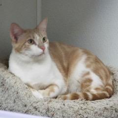 Cantaloupe — thumbnail 3