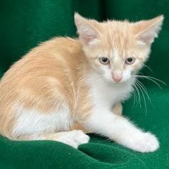 Cantaloupe