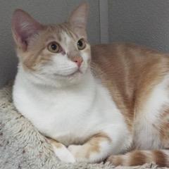 Cantaloupe — thumbnail 4