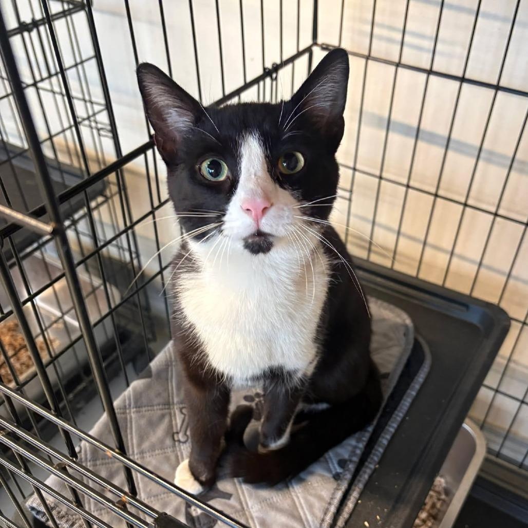 Enlarge Ori, a ADOPTABLE American Shorthair in Danbury, CT image 1/1