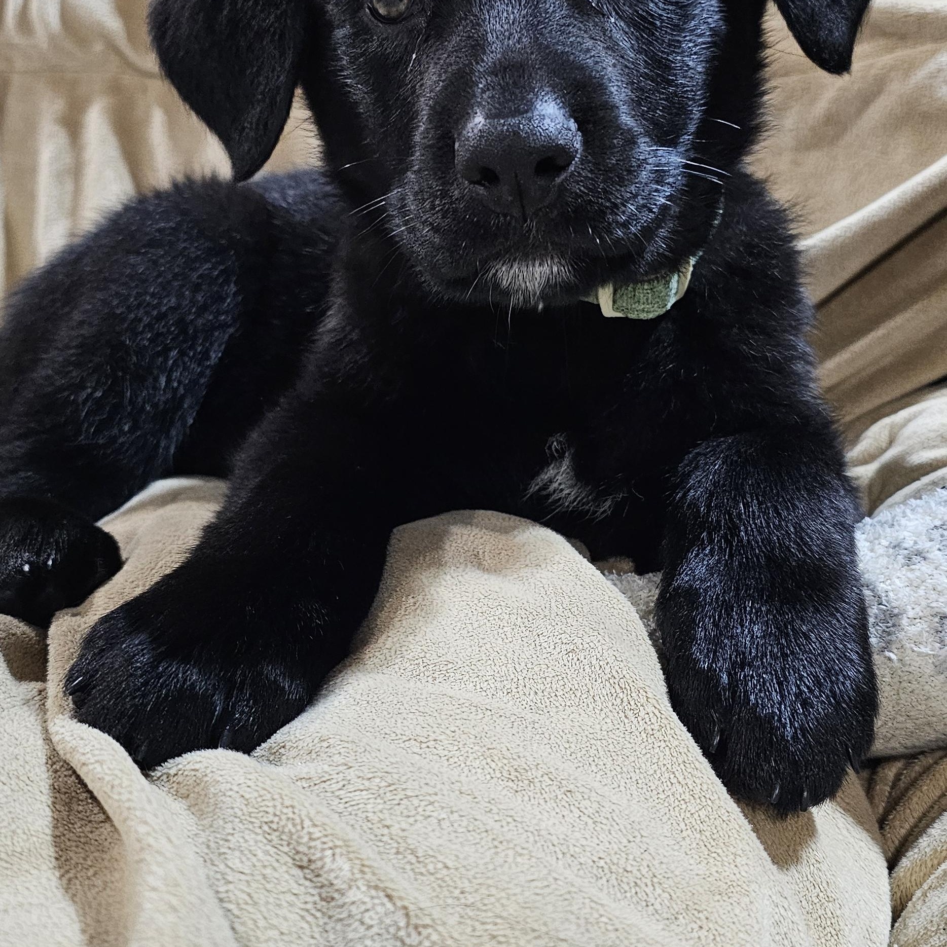 Enlarge Oakley, an adopted Mixed Breed in Kenosha, WI image 4/4