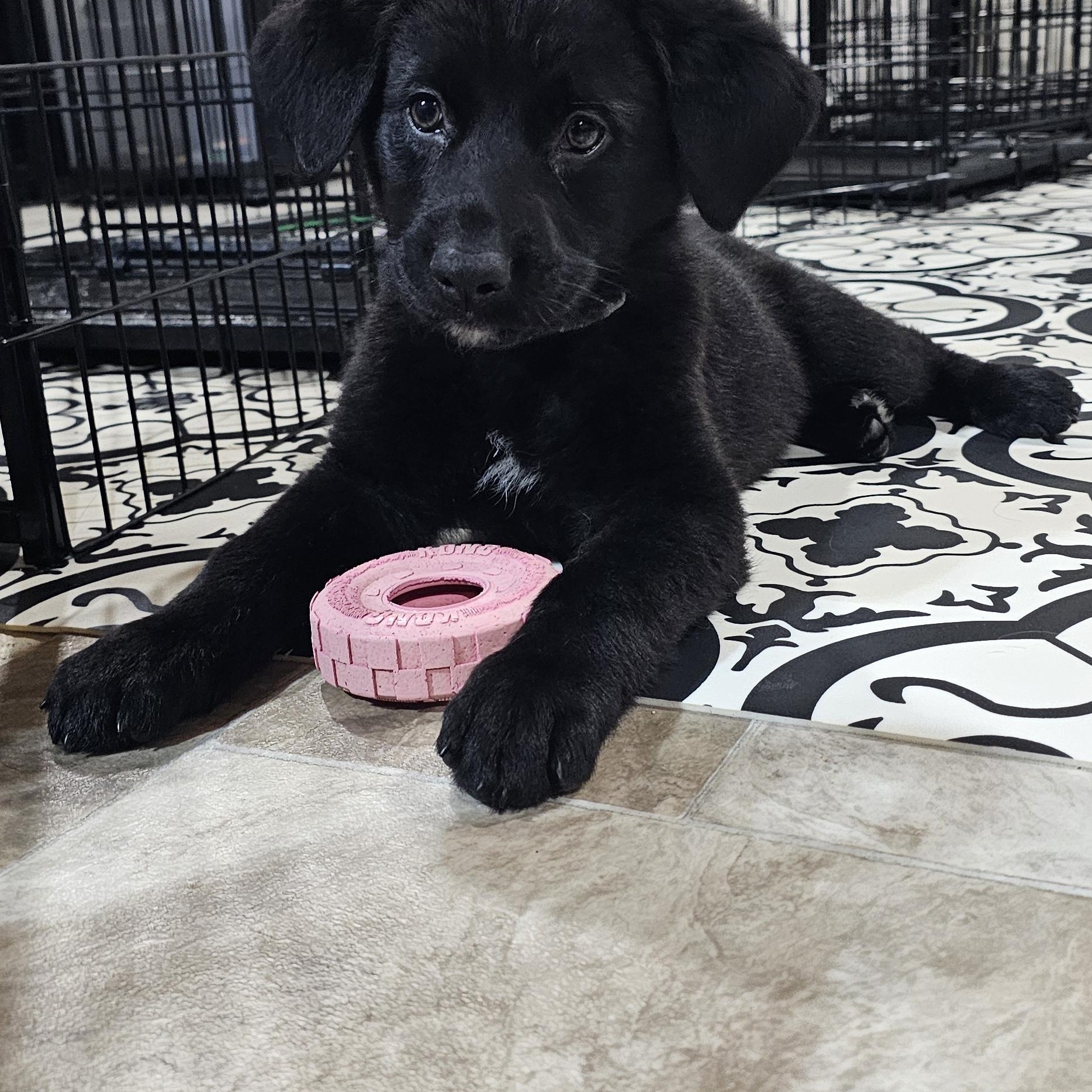 Enlarge Oakley, an adopted Mixed Breed in Kenosha, WI image 2/4