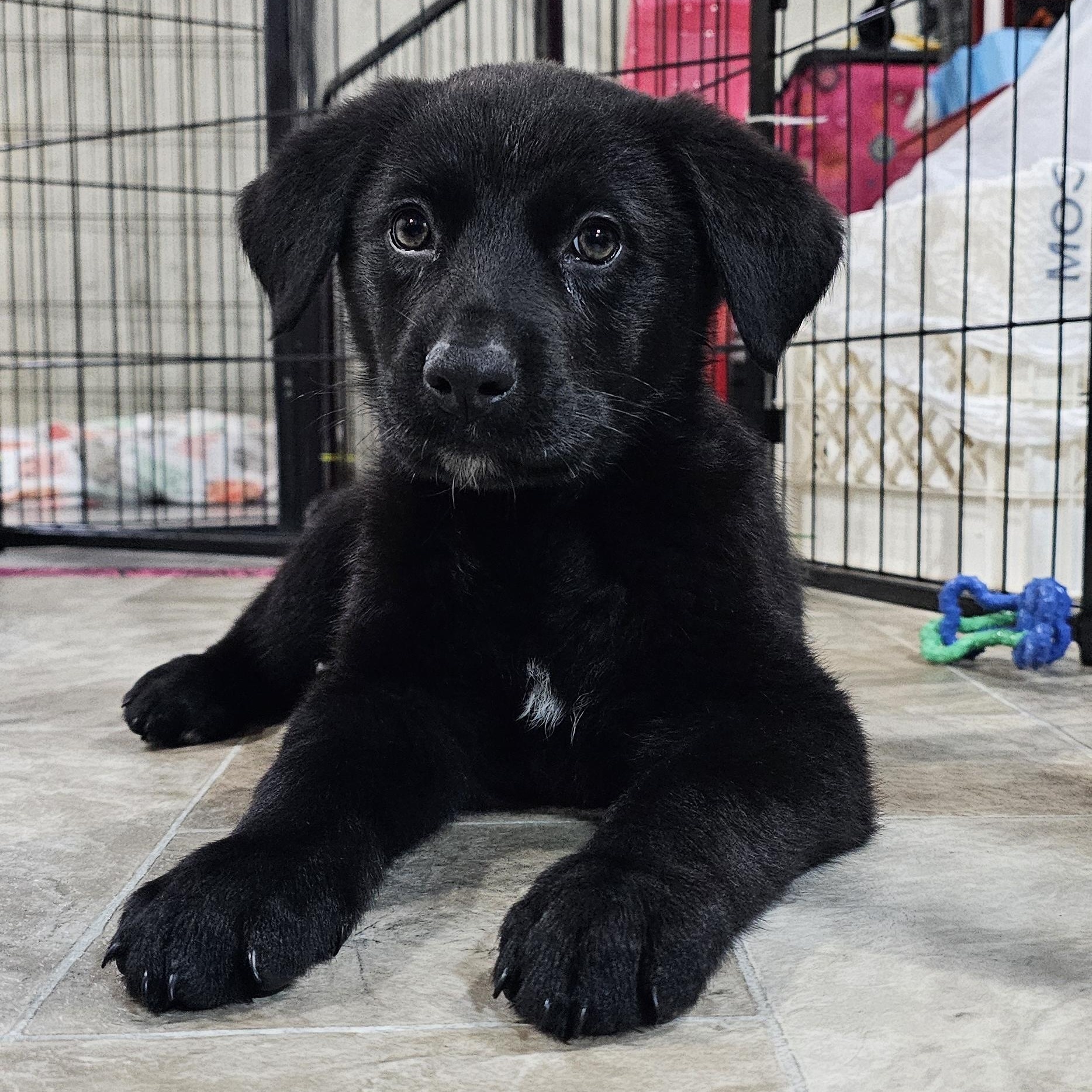 Oakley, adopted, Puppy Female Mixed Breed.