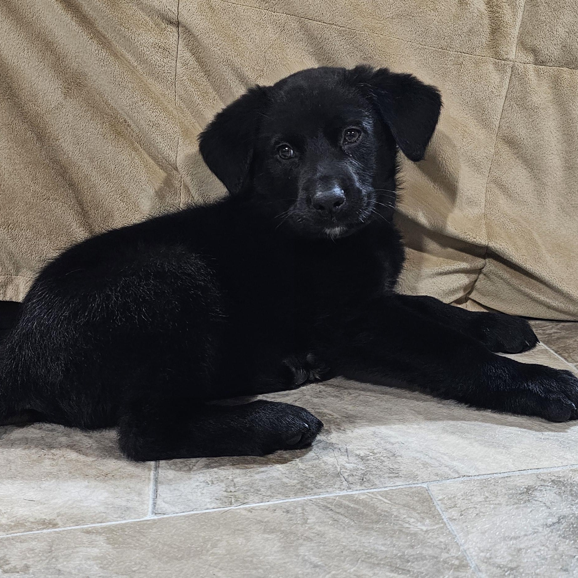 Enlarge Oakley, an adopted Mixed Breed in Kenosha, WI image 3/4