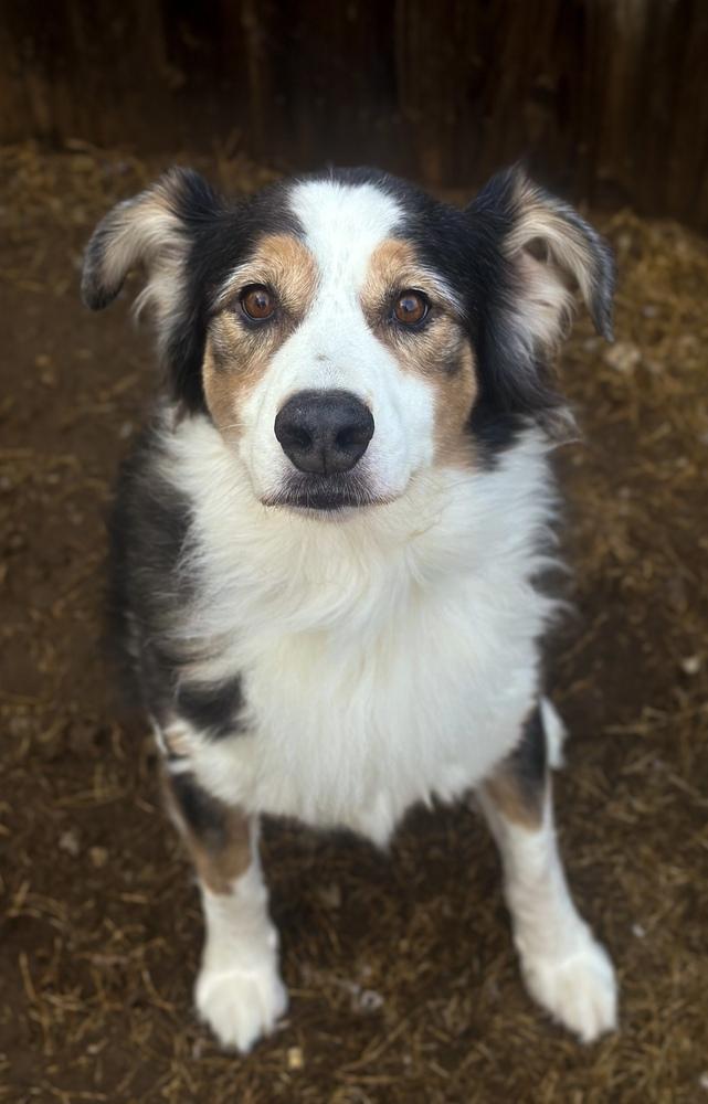 Enlarge Boone, a Adoptable Australian Shepherd in TULSA, OK image 1/5