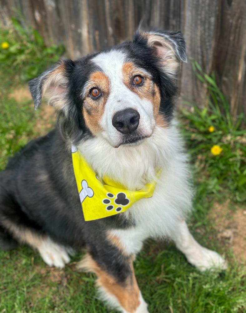 Enlarge Boone, a Adoptable Australian Shepherd in TULSA, OK image 2/5