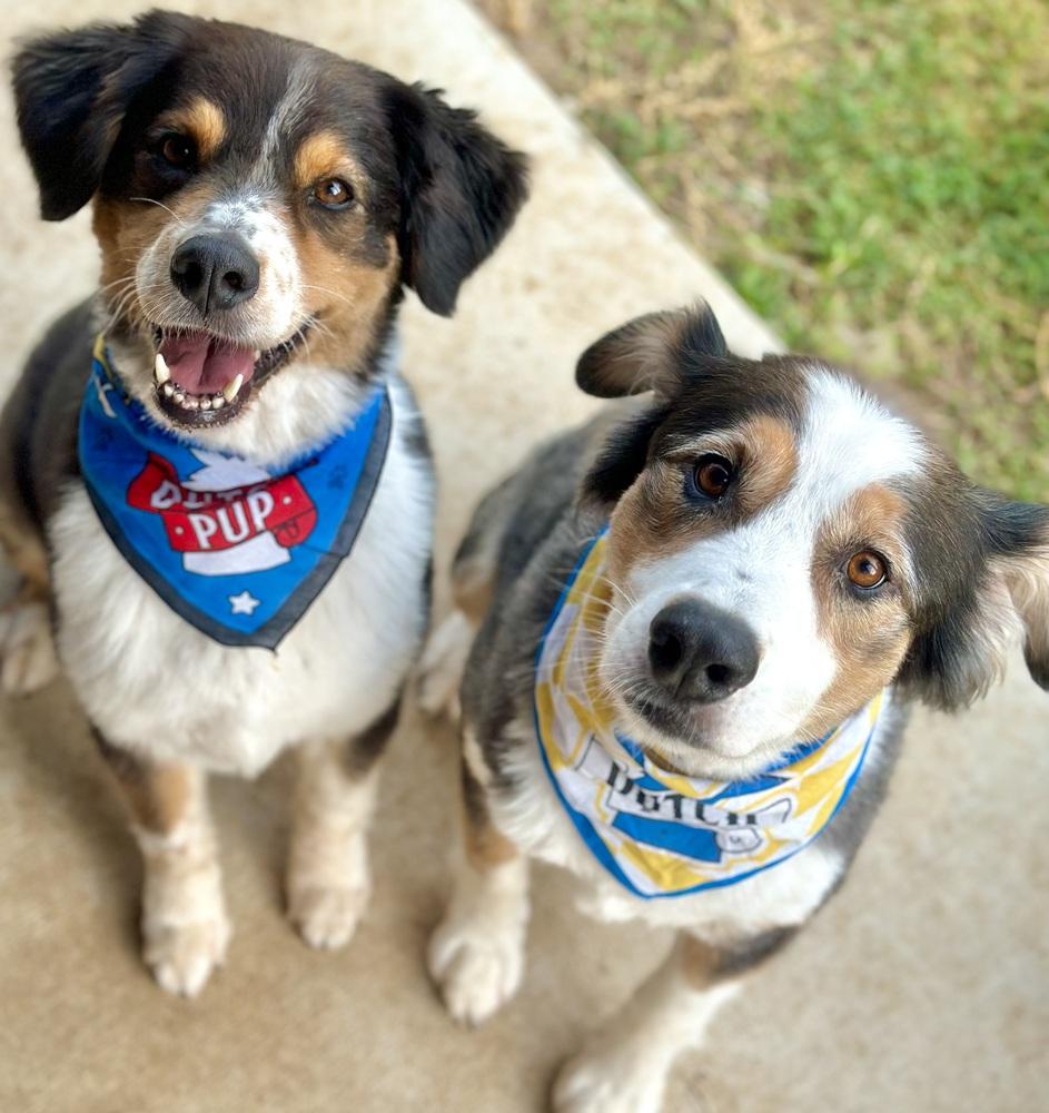 Enlarge Boone, a Adoptable Australian Shepherd in TULSA, OK image 3/5