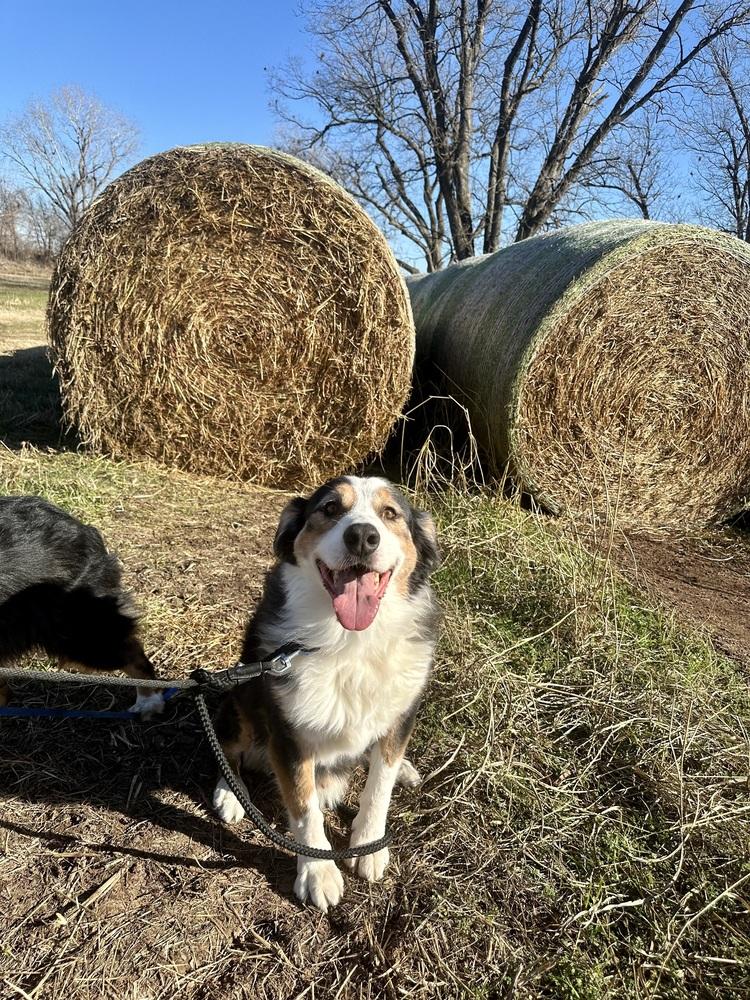 Enlarge Boone, a Adoptable Australian Shepherd in TULSA, OK image 4/5