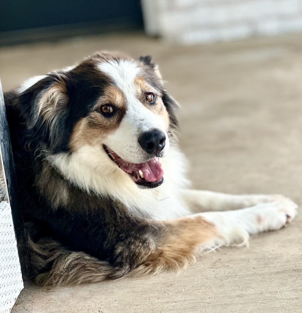 Enlarge Boone, a Adoptable Australian Shepherd in TULSA, OK image 5/5