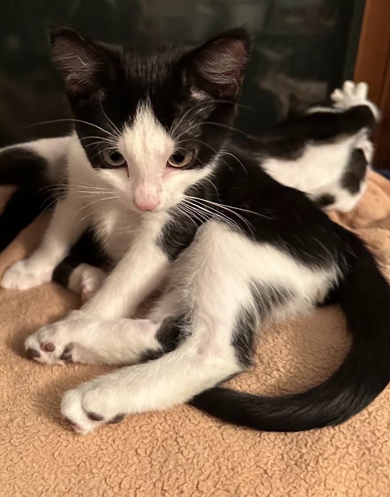 Marshall, Adoptable, Kitten Male Domestic Short Hair.