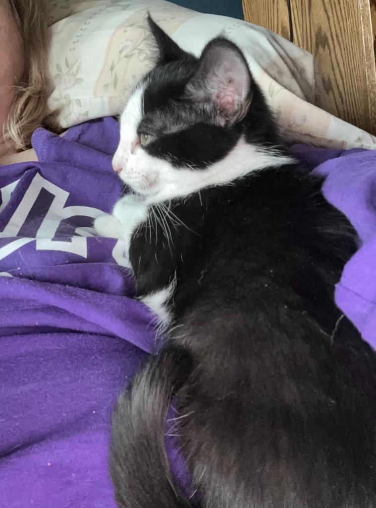 Marshall, a Adoptable mixed breed in Urbandale, IA image 2/3