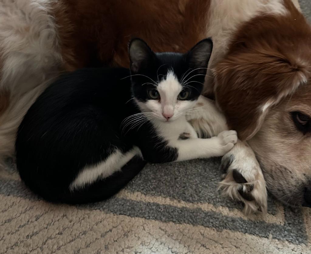 Marshall, a Adoptable mixed breed in Urbandale, IA image 3/3