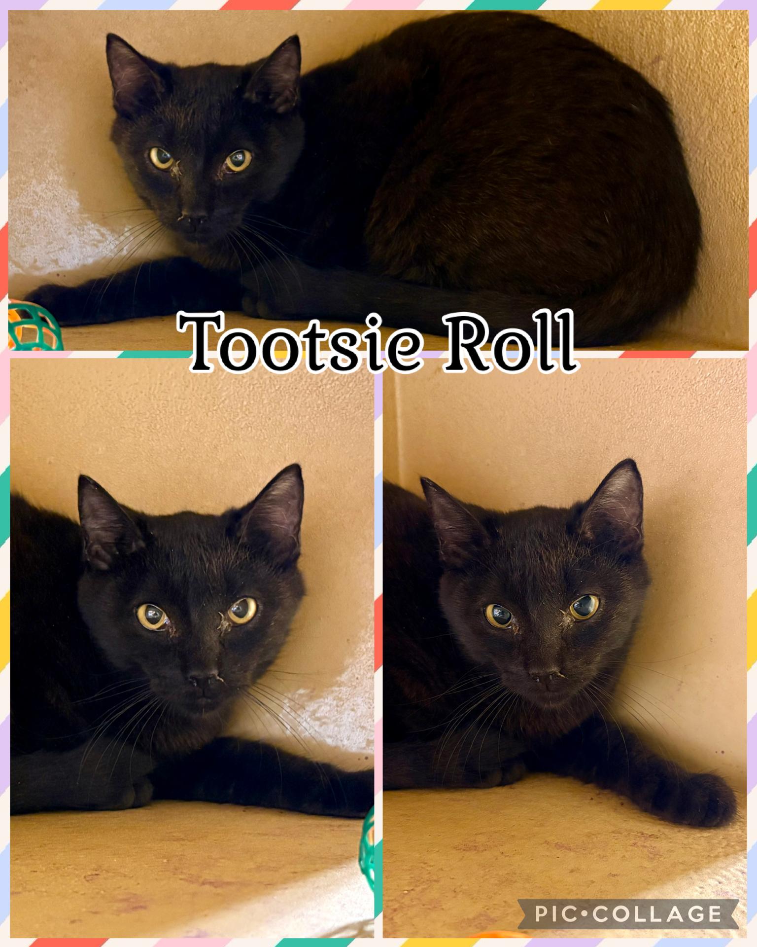 Enlarge TOOTSIE ROLL, a ADOPTABLE Tabby in Lawton, OK image 1/1