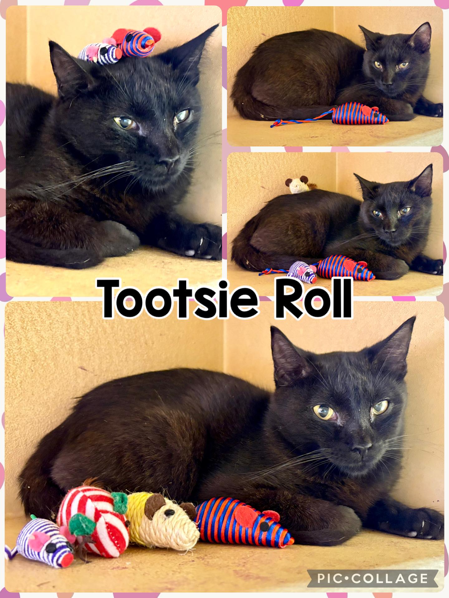 TOOTSIE ROLL, ADOPTABLE, Kitten Male Tabby.