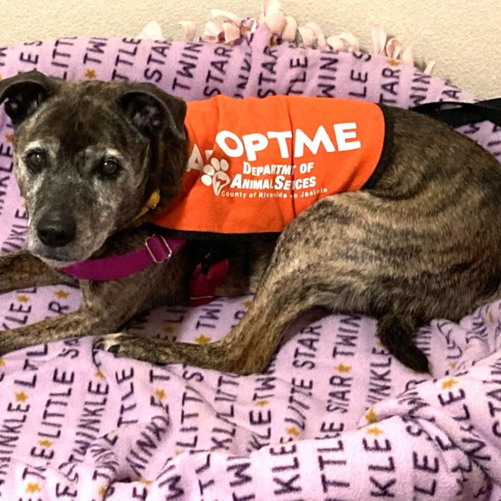 Pookie — thumbnail 2