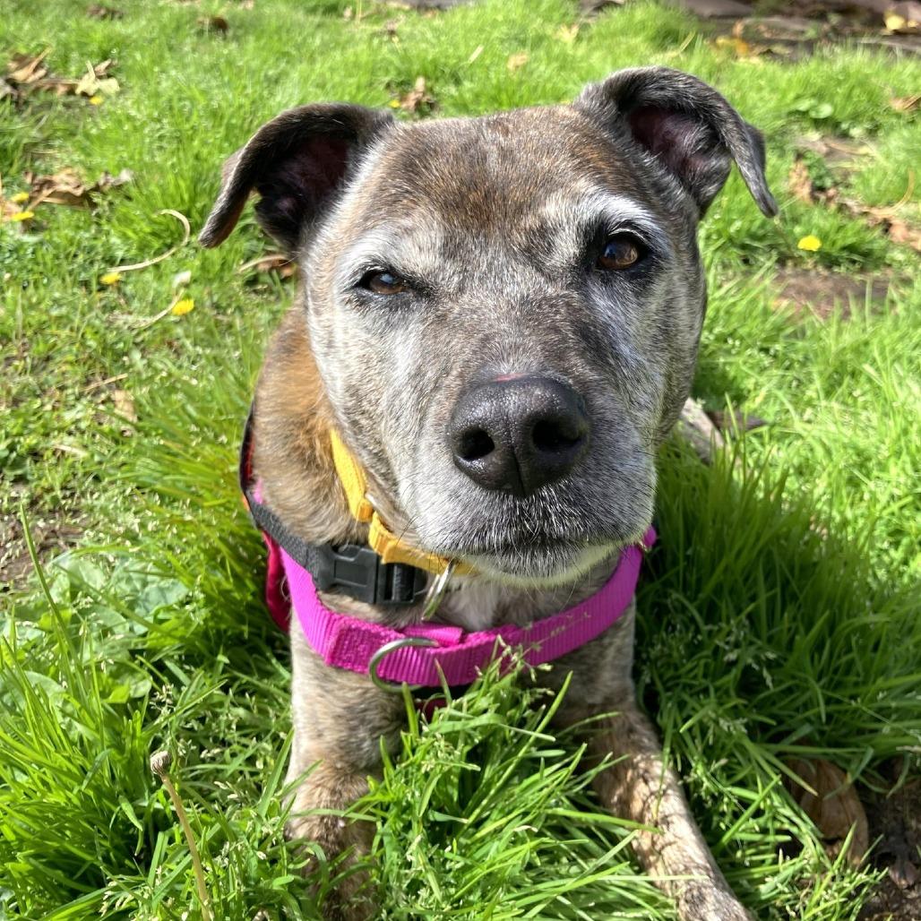 Pookie — thumbnail 3