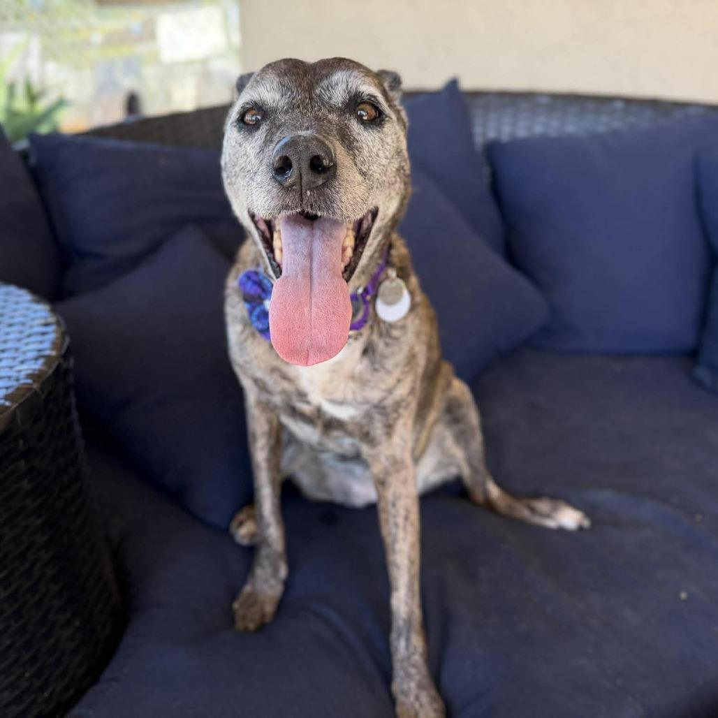 Pookie — thumbnail 4