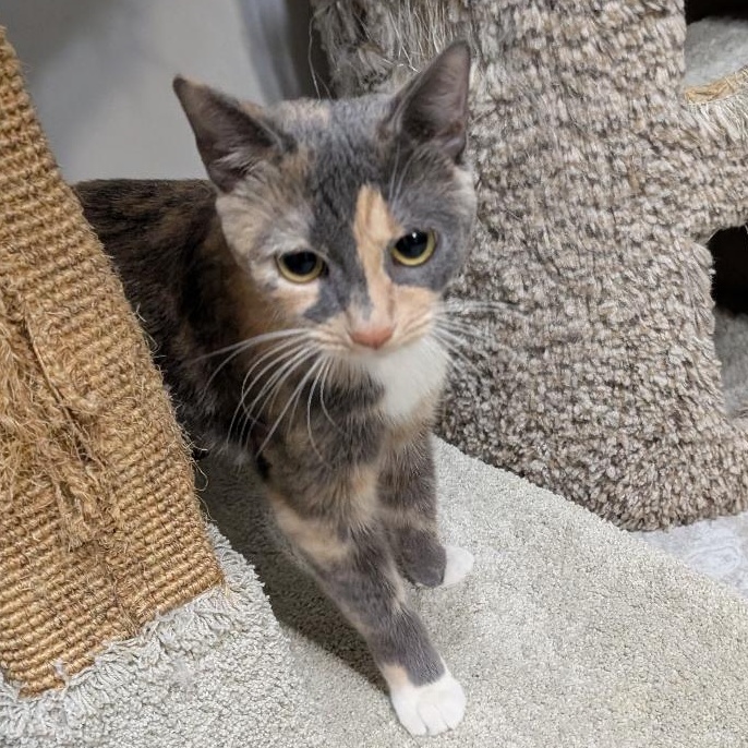 Val, ADOPTABLE, Young Female Domestic Short Hair.