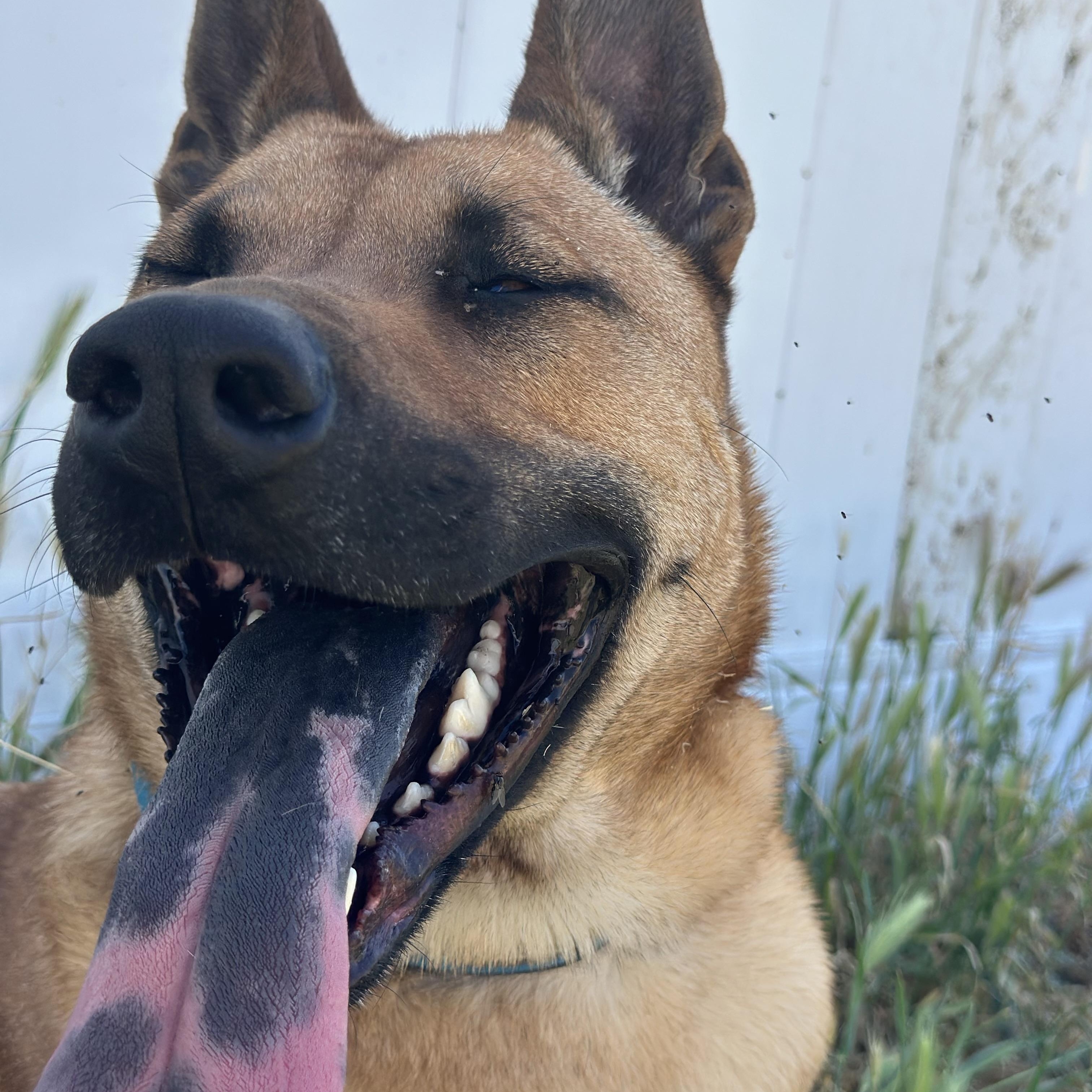 Kody, a ADOPTABLE mixed breed in West Hills, CA image 2/2