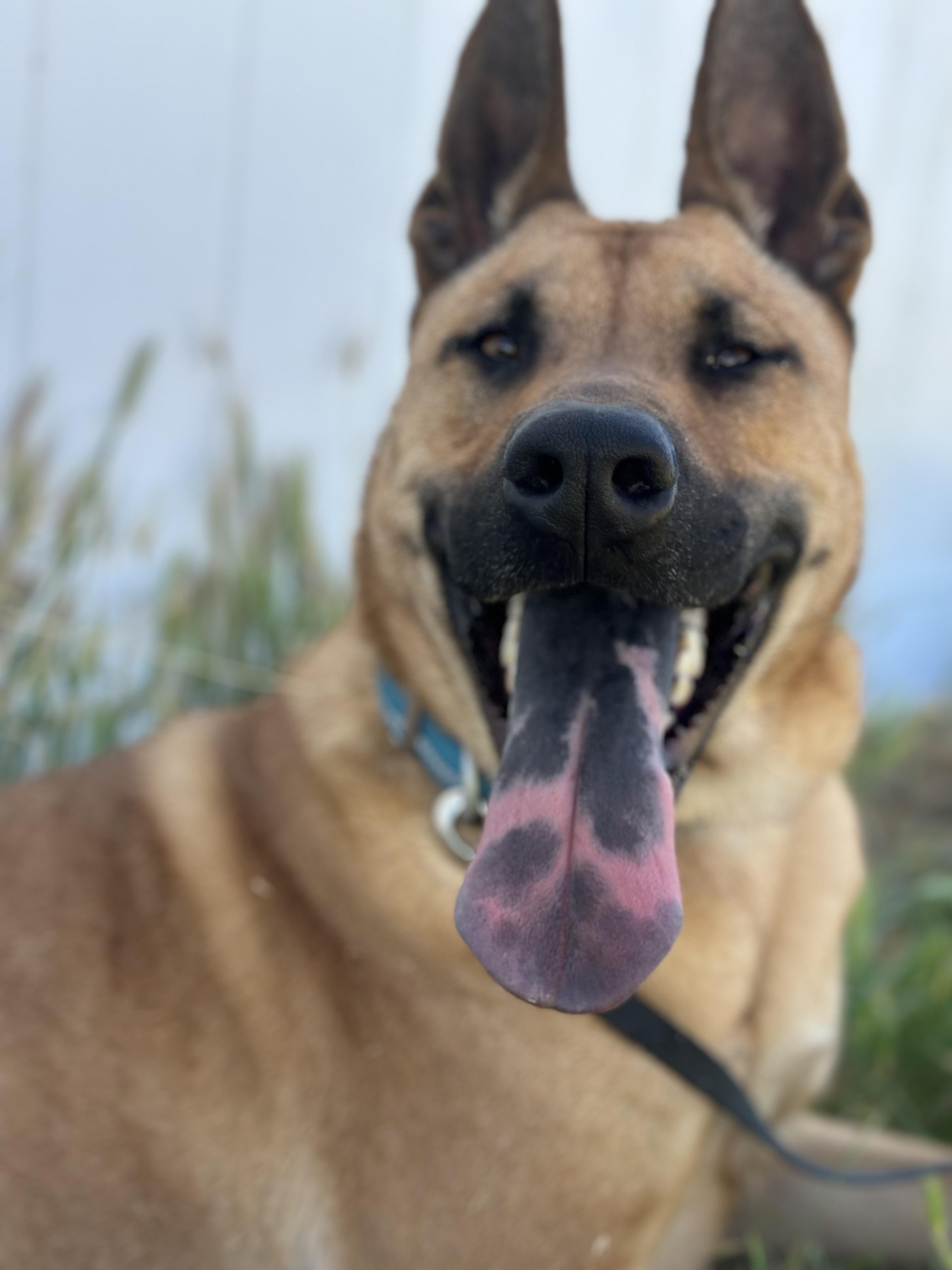 Kody, ADOPTABLE, Adult Male German Shepherd Dog.