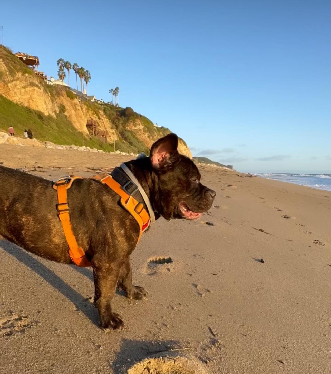 Enlarge Hippo, a Adoptable American Staffordshire Terrier in Claremont, CA image 1/6