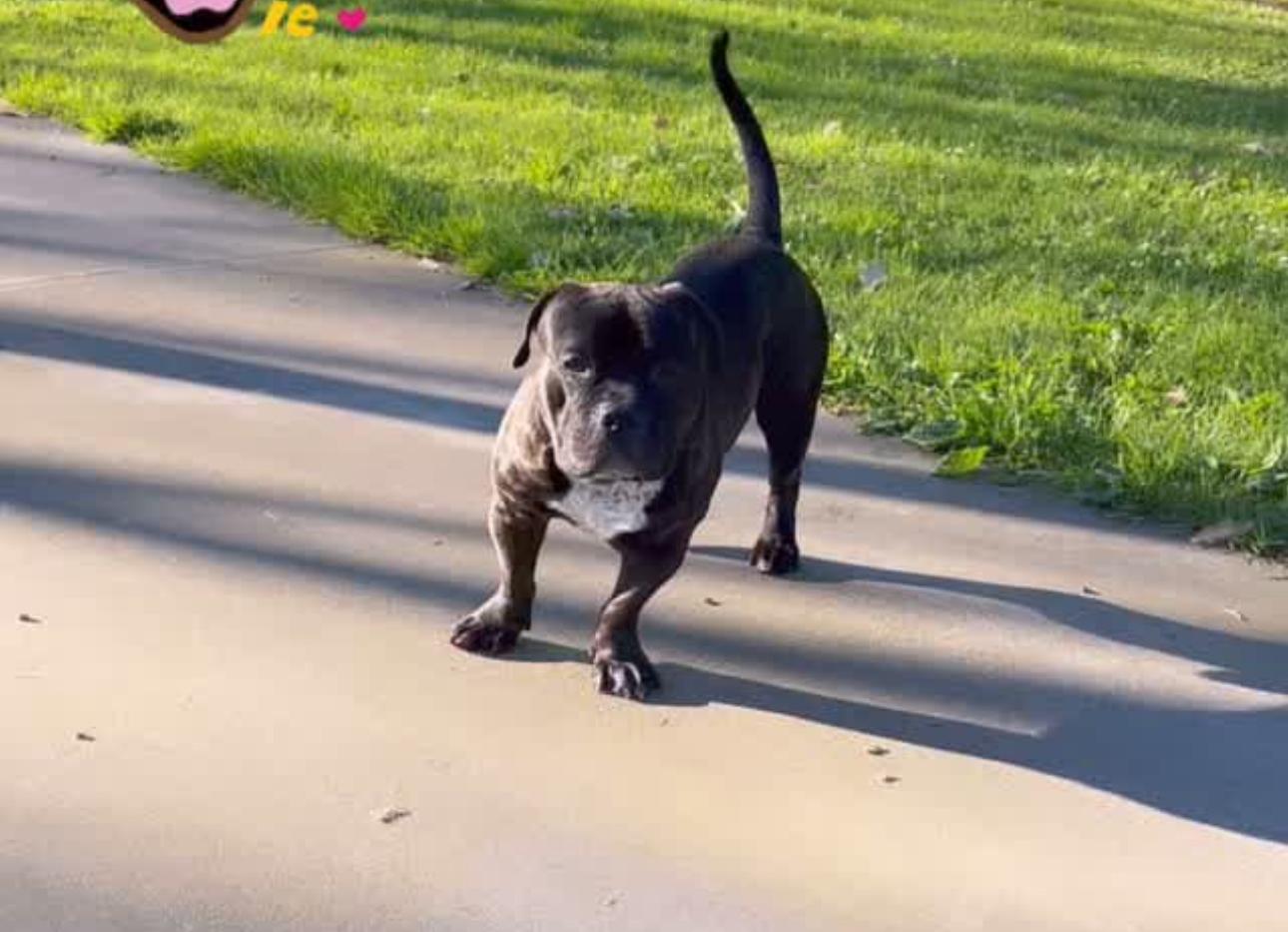 Enlarge Hippo, a Adoptable American Staffordshire Terrier in Claremont, CA image 4/6