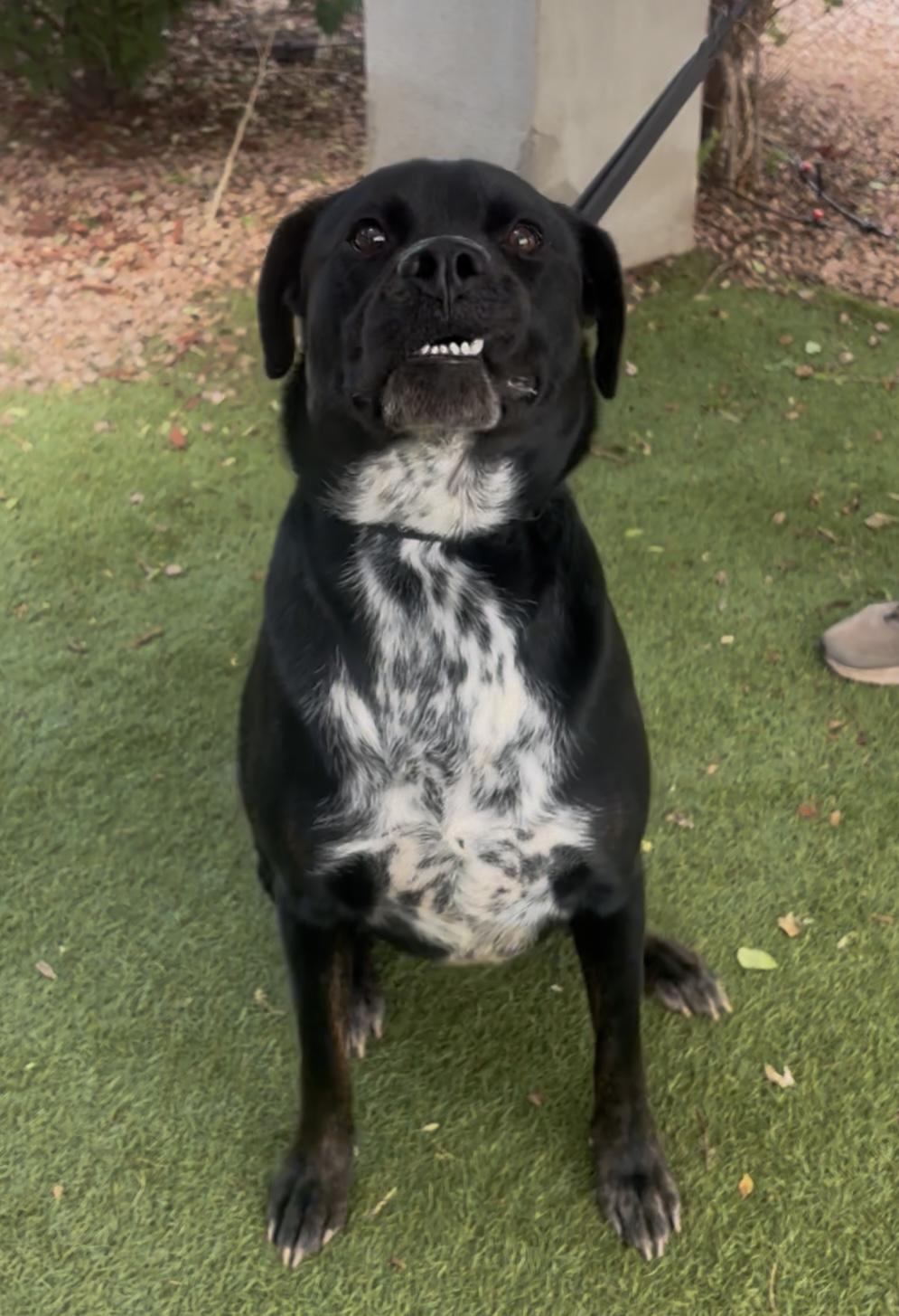 Enlarge Jack Skellington, a ADOPTABLE mixed breed in Payson, AZ image 2/4