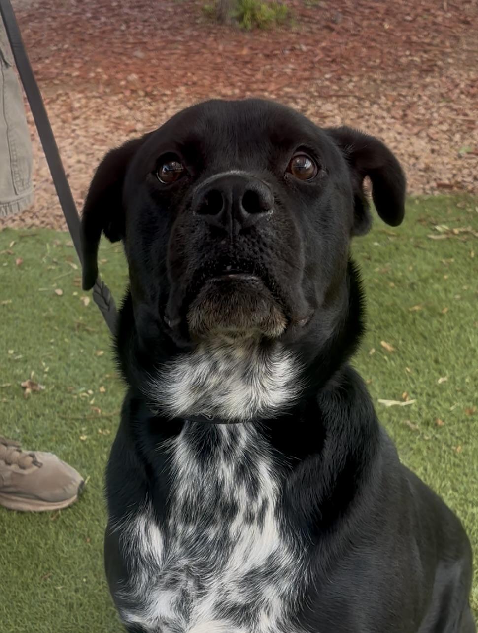 Enlarge Jack Skellington, a ADOPTABLE mixed breed in Payson, AZ image 3/4
