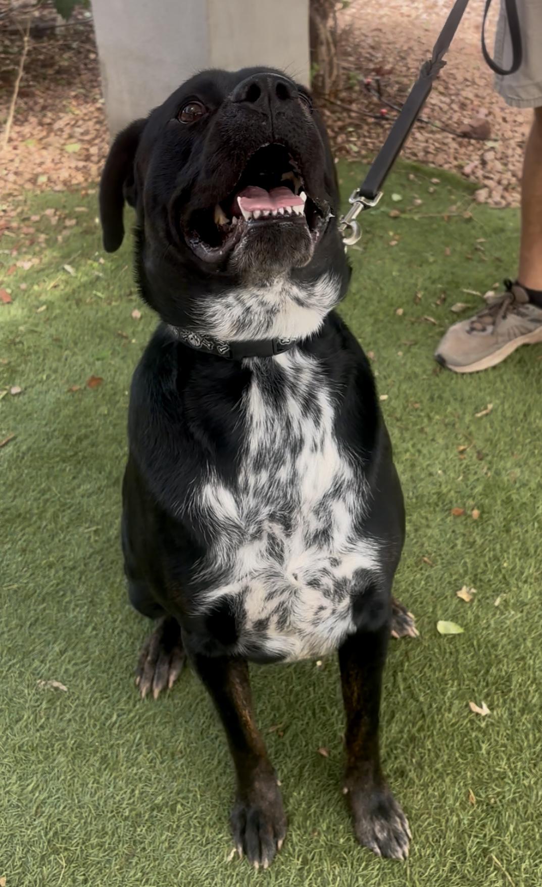 Enlarge Jack Skellington, a ADOPTABLE mixed breed in Payson, AZ image 4/4