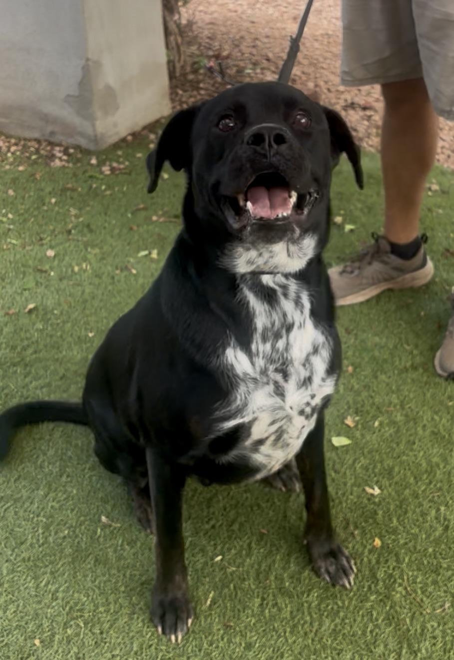 Jack Skellington, ADOPTABLE, Adult Male Bullmastiff & Australian Cattle Dog / Blue Heeler.