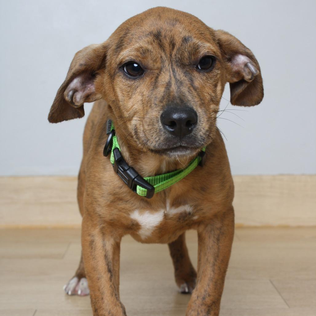 Earth D66944, a Adoptable mixed breed in Minnetonka, MN image 1/6