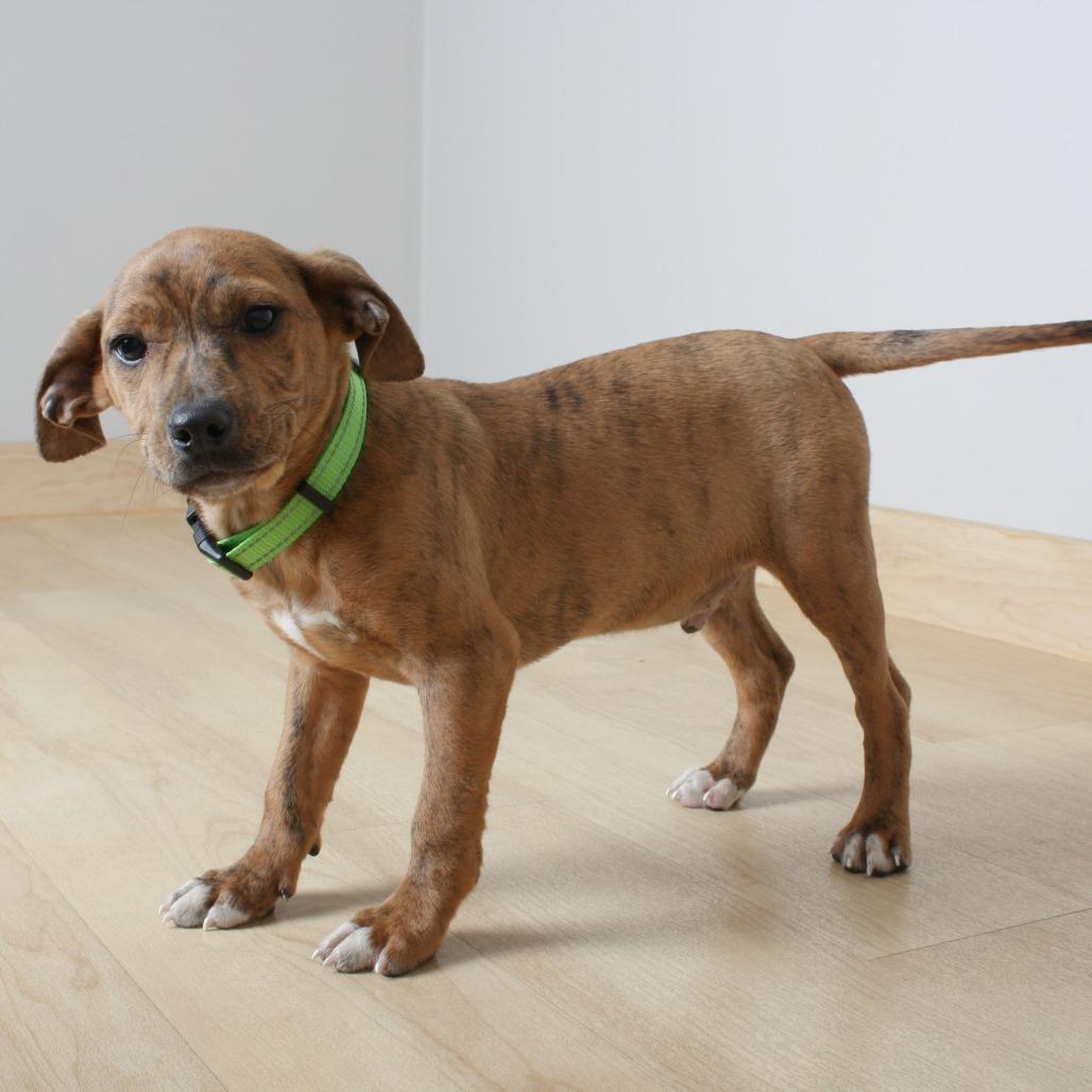 Earth D66944, a Adoptable mixed breed in Minnetonka, MN image 2/6