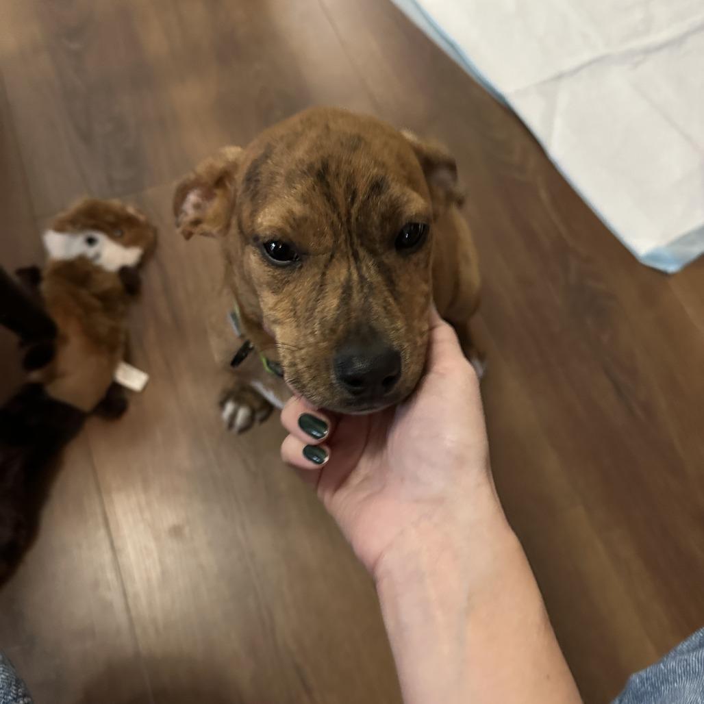 Earth D66944, a Adoptable mixed breed in Minnetonka, MN image 3/6