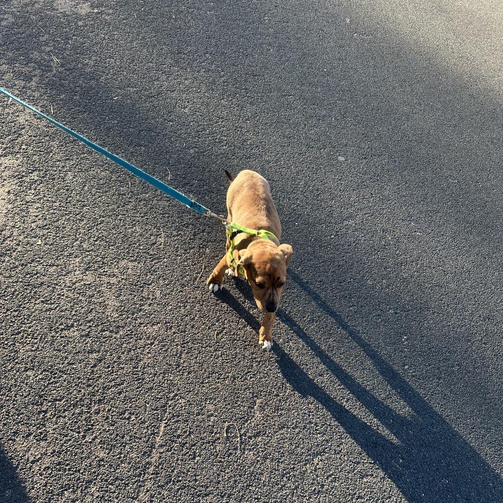 Earth D66944, a Adoptable mixed breed in Minnetonka, MN image 5/6