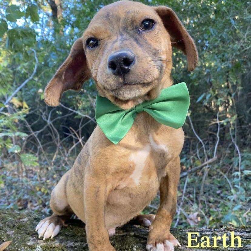 Earth D66944, a Adoptable mixed breed in Minnetonka, MN image 6/6
