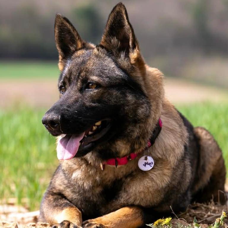 Sage (26-154), Adoptable, Adult Female German Shepherd Dog.