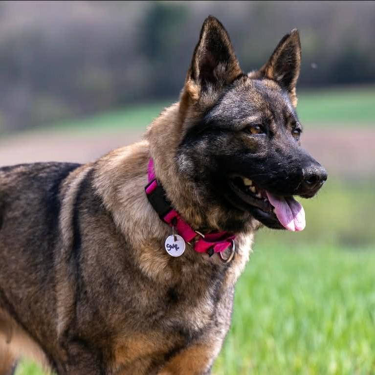 Sage (26-154), Adoptable, Adult Female German Shepherd Dog.