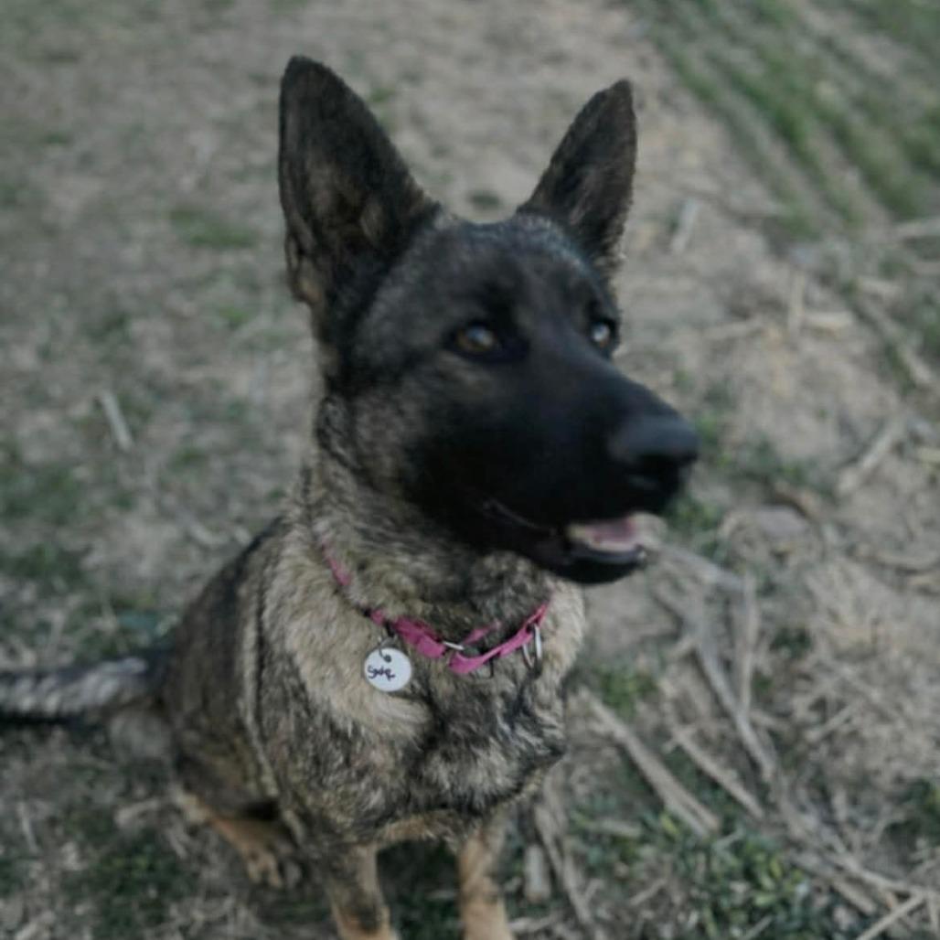 Enlarge Sage (26-154), a Adoptable German Shepherd Dog in New Ringgold, PA image 2/6