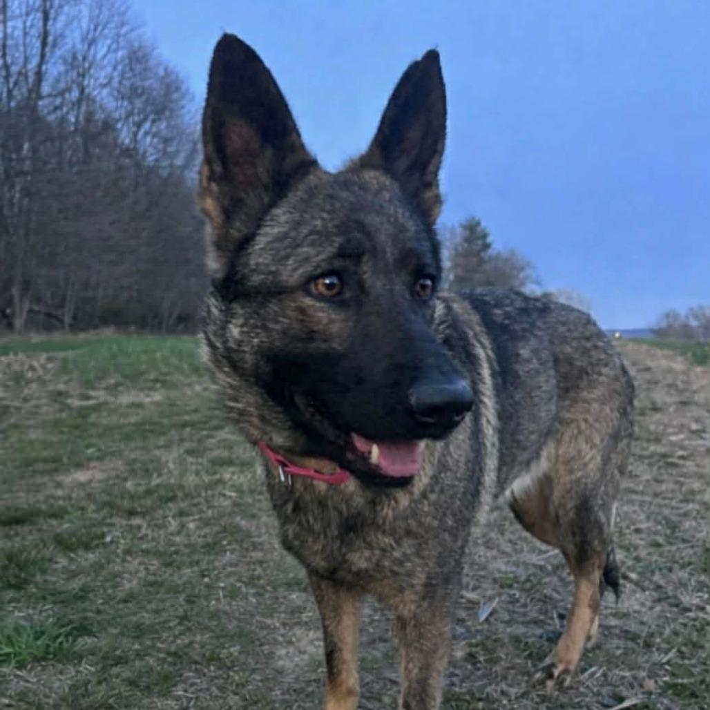 Enlarge Sage (26-154), a Adoptable German Shepherd Dog in New Ringgold, PA image 3/6