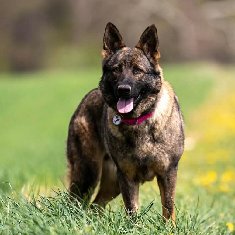 Enlarge Sage (26-154), a Adoptable German Shepherd Dog in New Ringgold, PA image 4/6
