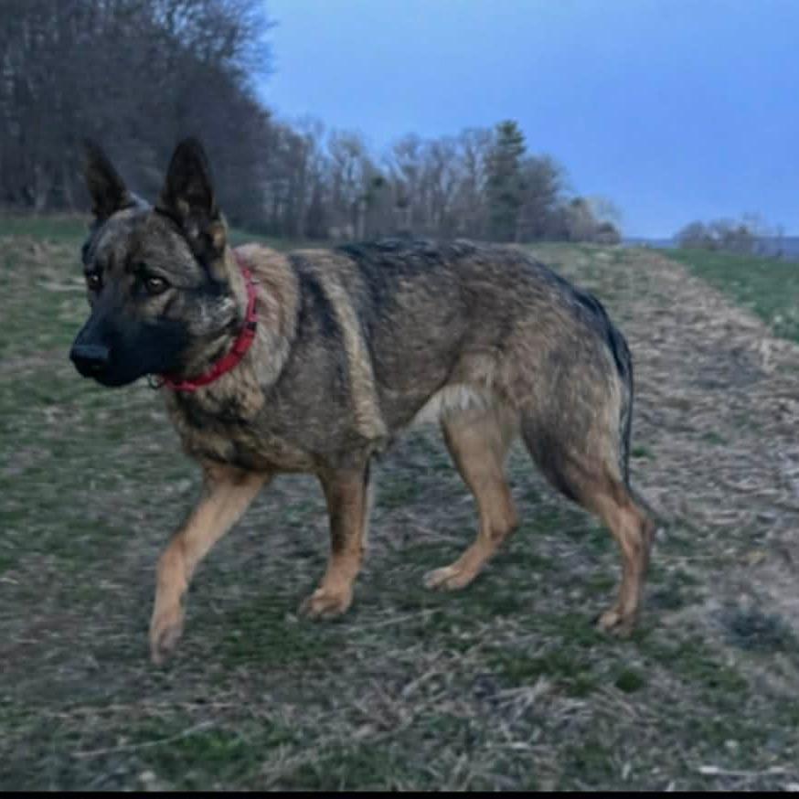 Enlarge Sage (26-154), a Adoptable German Shepherd Dog in New Ringgold, PA image 5/6