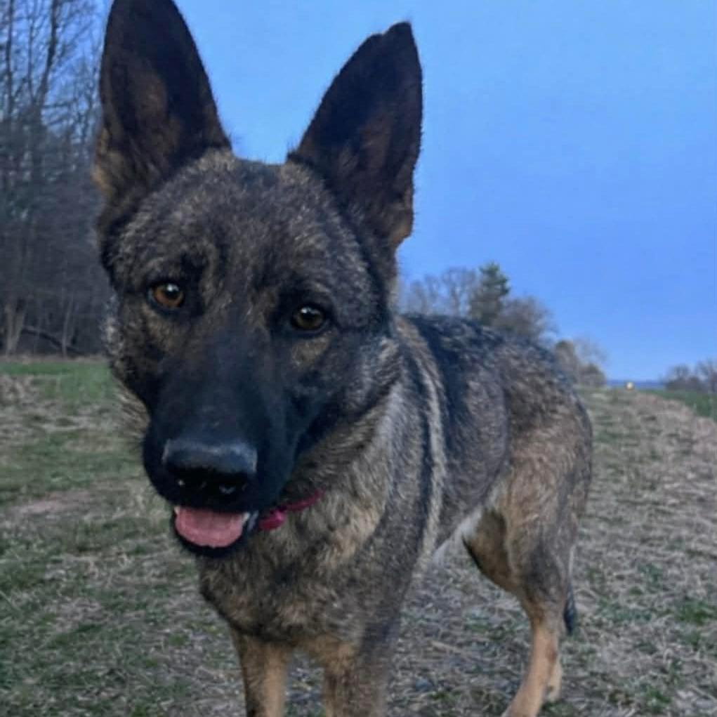 Enlarge Sage (26-154), a Adoptable German Shepherd Dog in New Ringgold, PA image 6/6