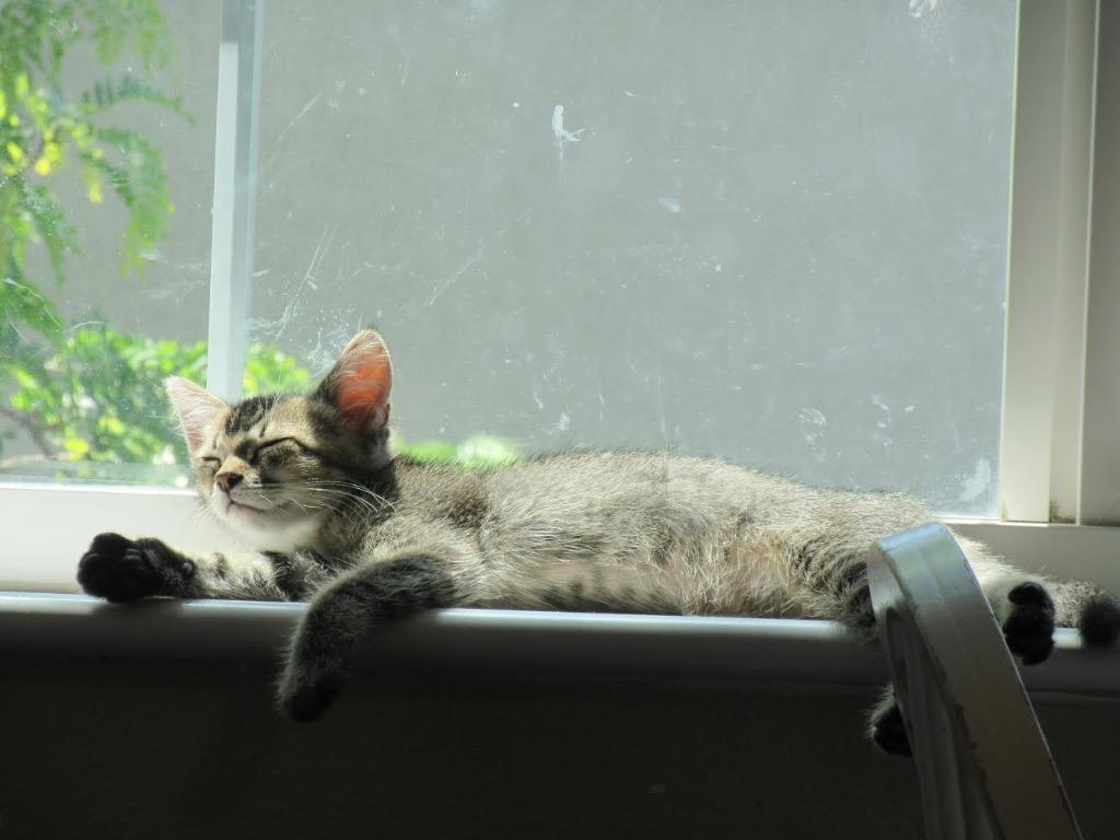 Bandit, Adoptable, Young Male Domestic Short Hair.