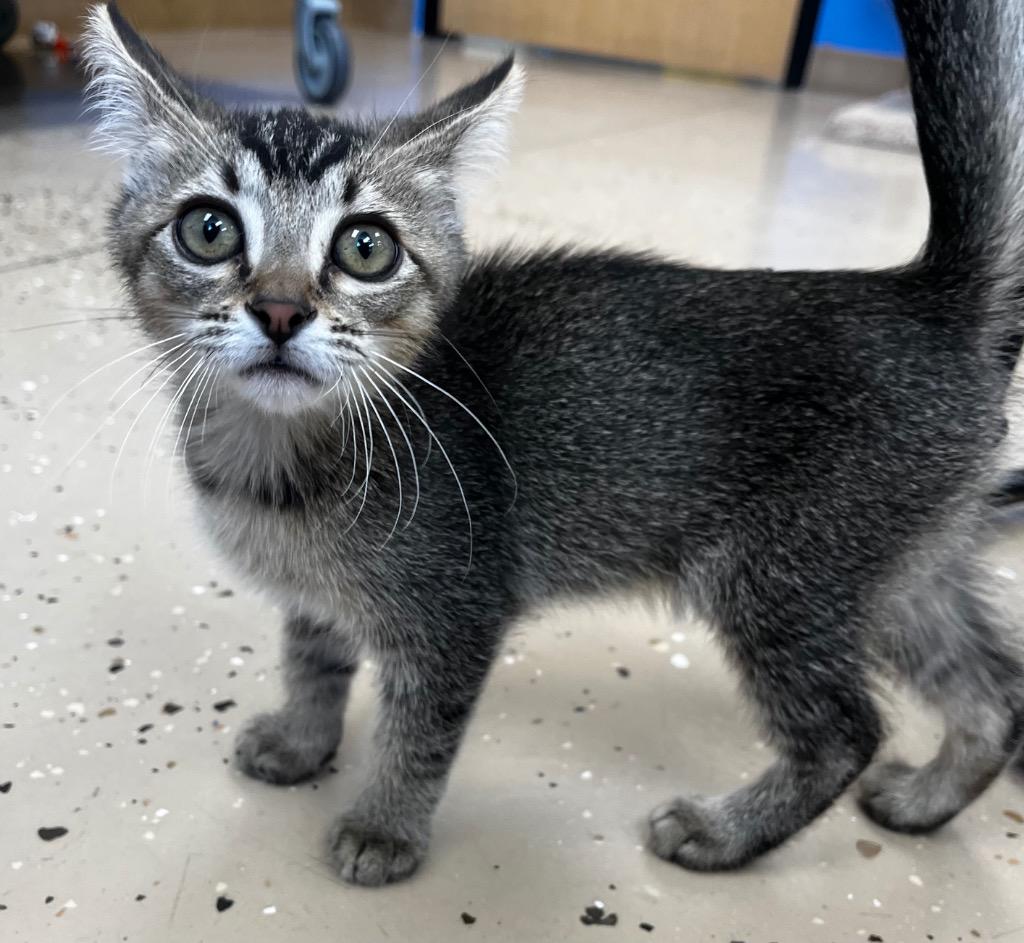 Bandit, a Adoptable mixed breed in Logan, UT image 2/3