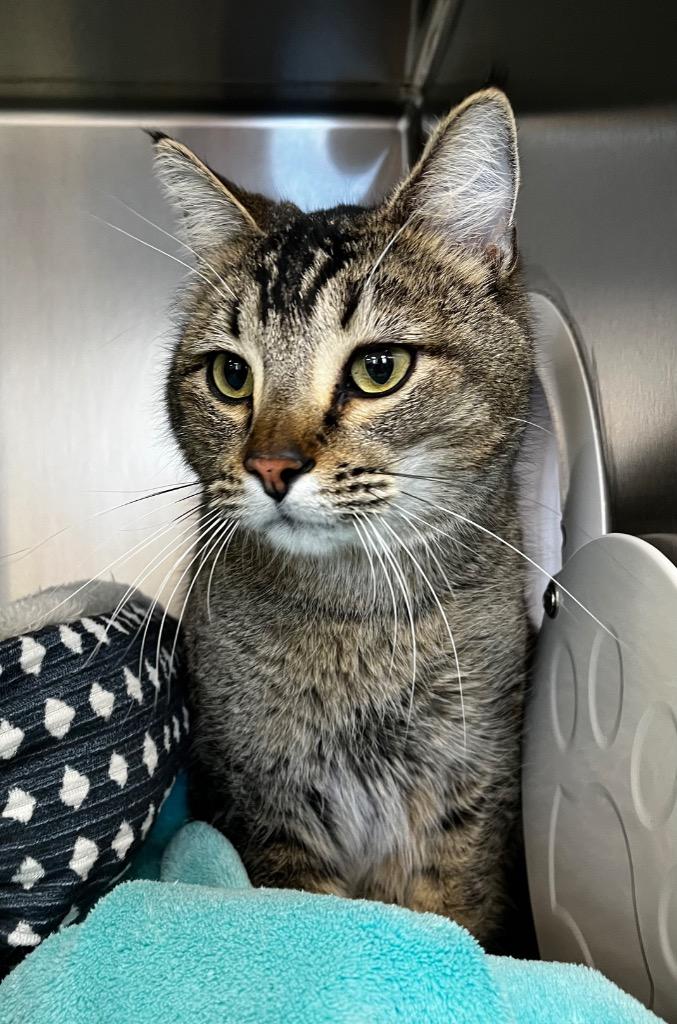 Bandit, a Adoptable mixed breed in Logan, UT image 3/3