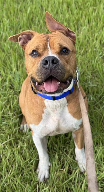 ACE, Adoptable, Young Male American Bulldog.