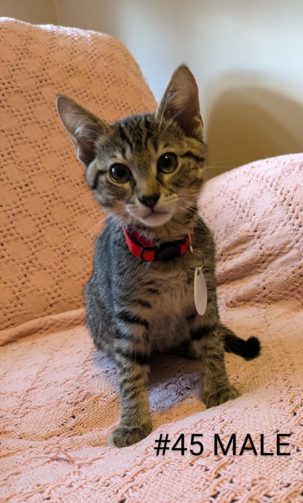 Cat for adoption Pretty babies (4447), a Domestic Short Hair in